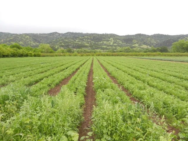 Fully Belly Farm in California's Capay Valley
