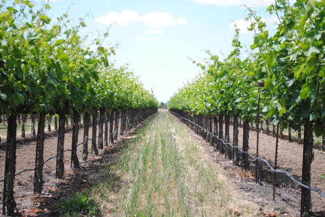 Charlie Starr Vineyard Image