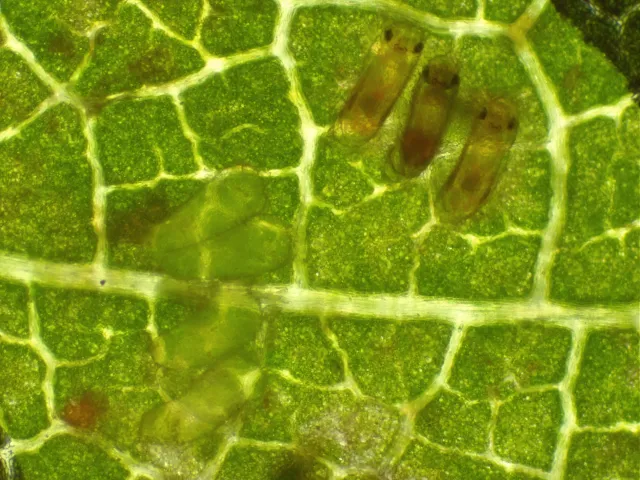 Healthy (left) and parasitized (right) VCLH eggs. Note the dark eyes of the parasitoids at the edge of the egg.
