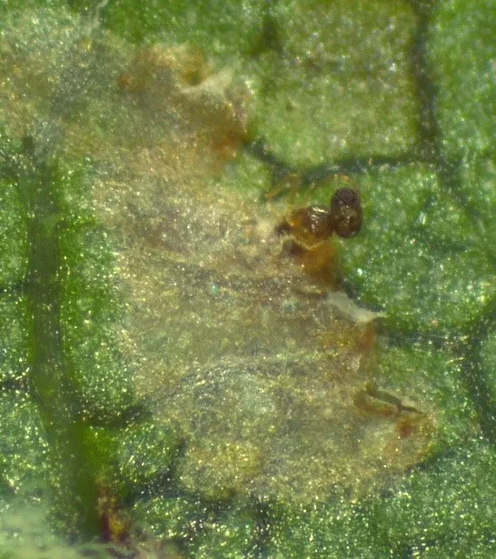 Anagrus daanei emerging from a VCLH egg.