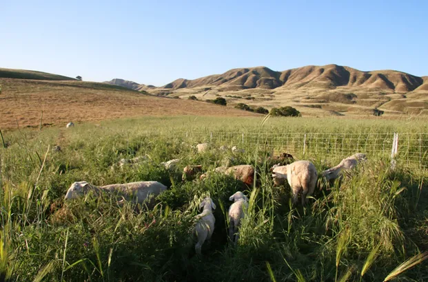 Photo courtesy Kelly Mulville, Paicines Ranch