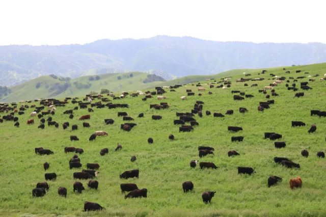 Photo courtesy Kelly Mulville, Paicines Ranch