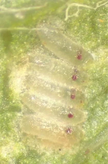 As the eggs mature the eyes of the leafhopper become apparent at the tip of the egg. This indicates that a nymph will soon emerge.