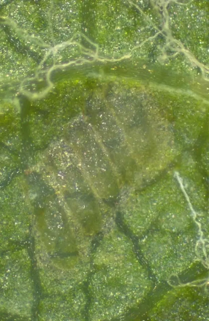 Early stage VCLH eggs are clear and appear like a small blister underneath the leaf surface. Here we see 5 eggs total.