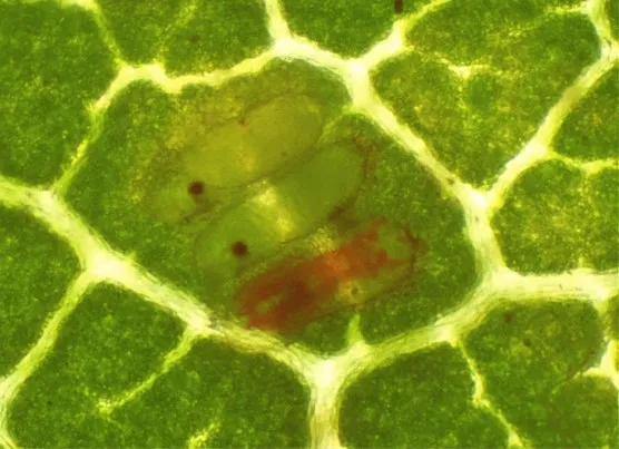 Early stage parasitized VCLH eggs contain a red or white mass depending on whether or not the egg is backlit. The egg on the bottom is parasitized.