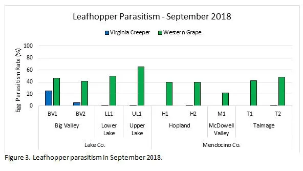Leafhopper Parasitism September 2018