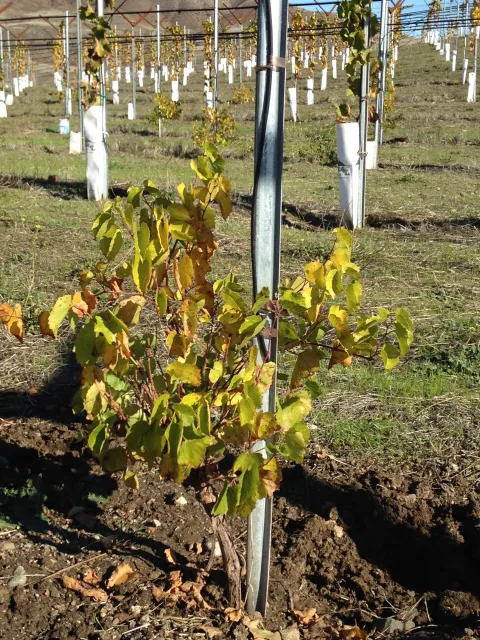 Photo courtesy of Sara Tiffany, Community Alliance with Family Farmers