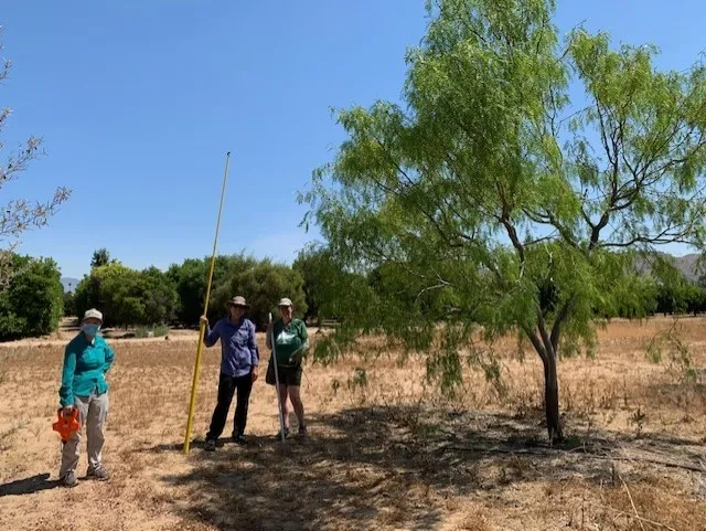 scientists working in the field where trees were planted