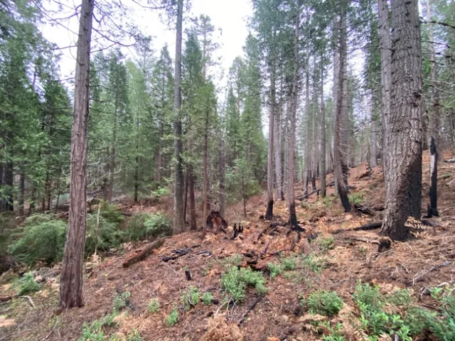 riparian area with fuels treatment