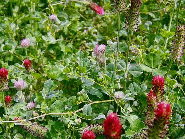 Medic and clover mix. Photo by Chuck Ingels.
