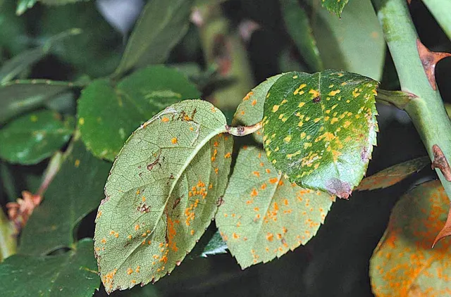 Rose rust pustules are visible on the lower surface of the leaf while the top surface appears spotted. Photo: WikiMedia Commons