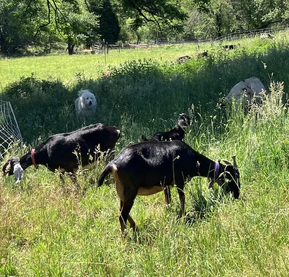 Part of the First Rain Farm targeted grazing team at work