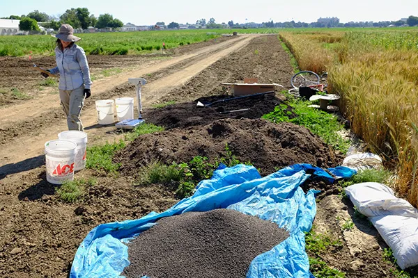 Patricia Lazicki preparing organic amendments for a field trial on nitrogen mineralization