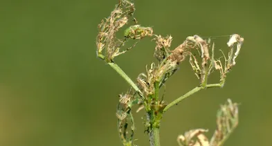 Screenshot 2023-01-27 at 10-19-05 Research - Fi-Ve Bug IPM Lab