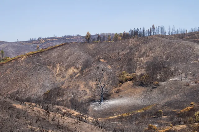 Charred remnants of shrubs and a tree trunk in foreground with scorched conifers lining the ridge in the background.
