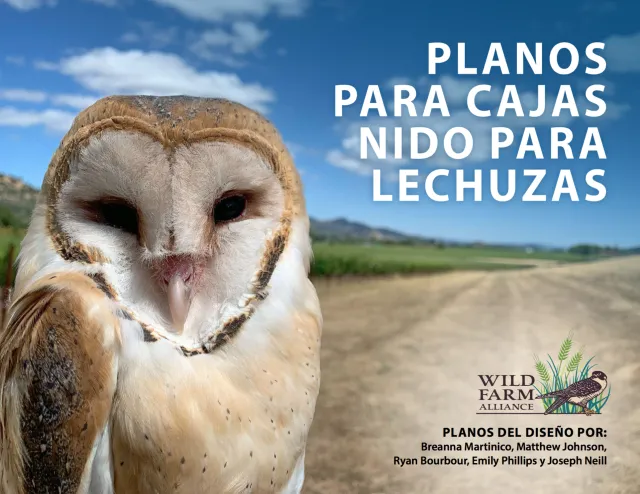 Spanish Barn Owl nest box plans