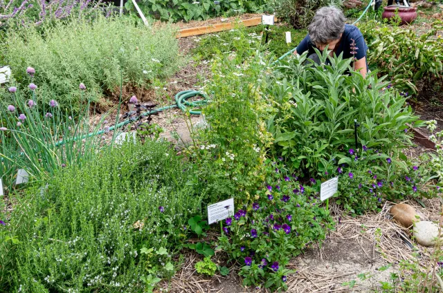Our Kitchen Garden (Photo credit: Martha Winnaker)