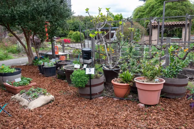 Our Container Garden (Photo credit: Martha Winnaker)