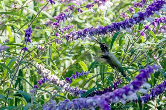 Our Outstanding Plants Garden (Photo credit: Martha Winnaker)