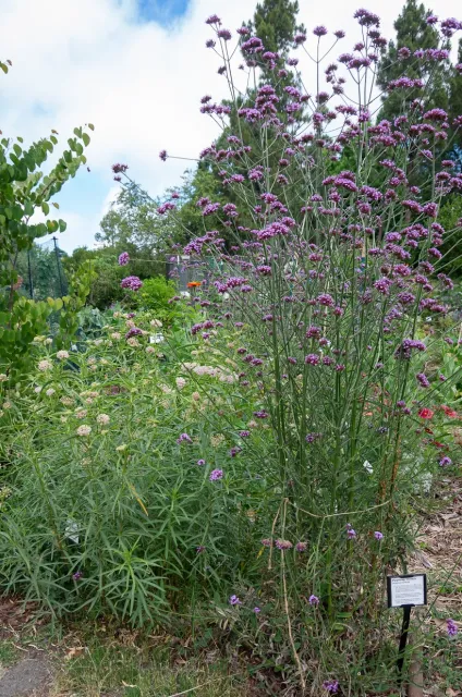 Our Butterfly Garden (Photo credit: Martha Winnaker)
