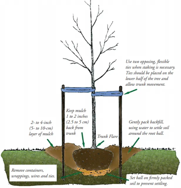 Diagram showing proper tree staking and planting practices