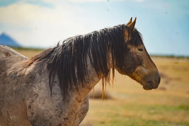 Side view of a mustang from the withers to the nose.