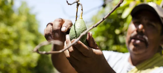Man holding avocado on tree