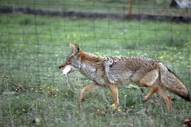Adult coyote walking through grass area with prey in its mouth.