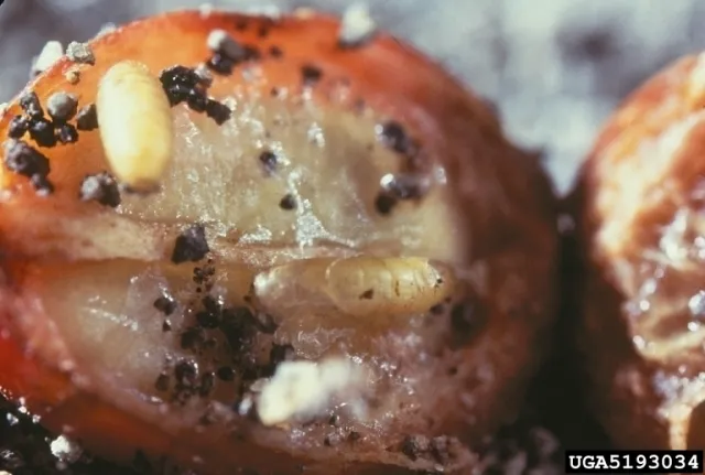 fruit fly larvae feeding inside of damaged fruit