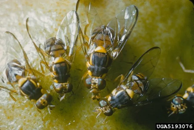 Oriental fruit fly adults on a yellow fruit