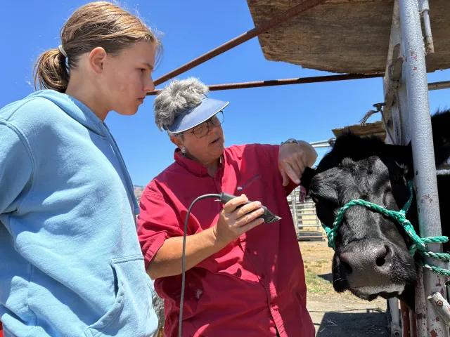 One woman trims a black cows face while a young women watches.