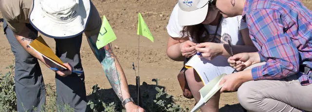 Field plot observations