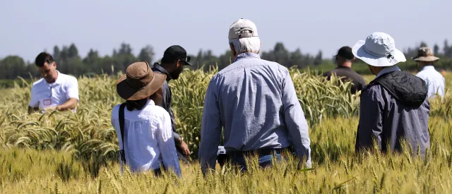 People in grain field
