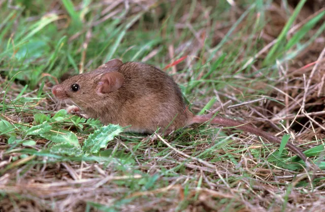 Brown mouse standing on grass.