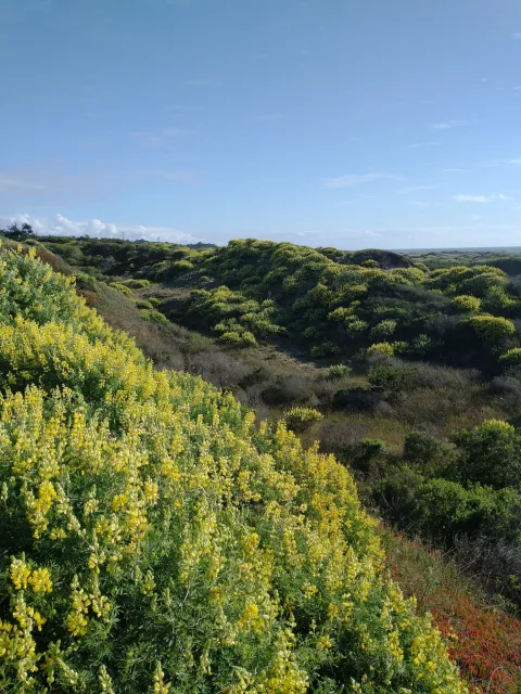 Large green bushes with spikes of bright yellow flowers dotting rolling, sandy dunes along the coast.
