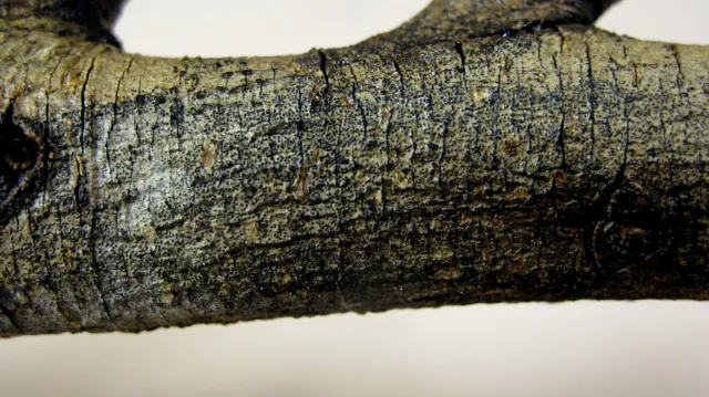 A sideways view of a section of brown tree branch with block dots (fruiting bodies of Bot canker) spread across the bark.