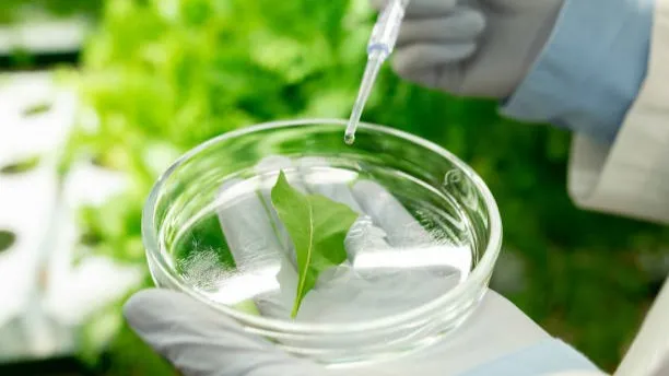 Researcher uses a dropper to put a drop on a leaf sitting in a petri dish