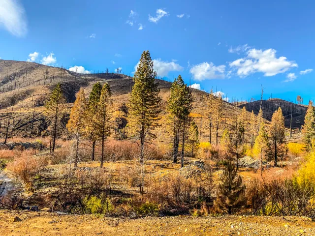 Forest and trees in the aftermath of the Dixie Fire