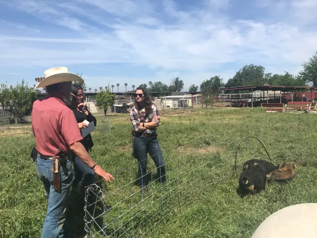 Ariel, on right, stands on green grass beside a pen holding 3 pigs, as she and another woman listen to a guy wearing a cowboy hat