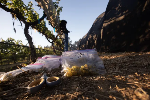 Ground-level view of a grape harvest scene with scissors and bags of harvested grapes