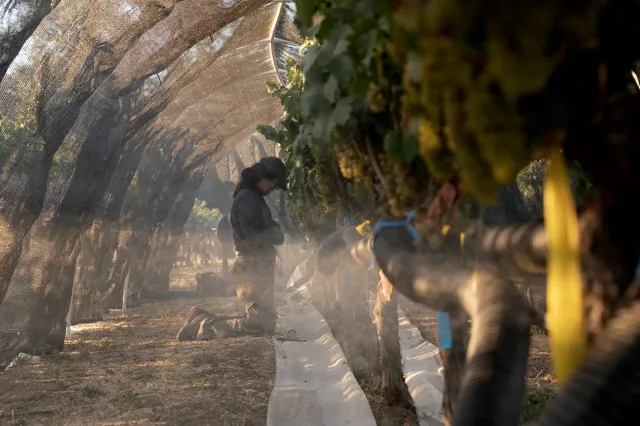 A misty vineyard with a worker tending to rows of grapevines under a canopy
