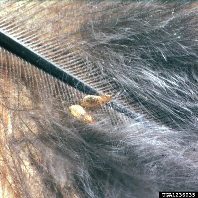 Two yellowish-brown, flat bodied wingless insects on a gray feather.