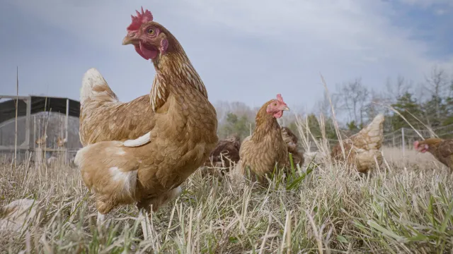 Red hens standing in a pasture.