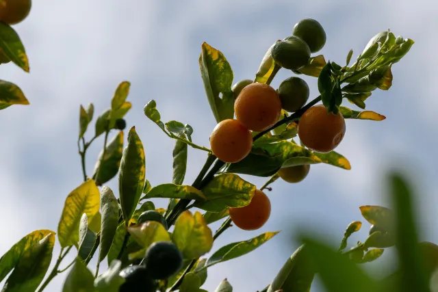A citrus tree branch with four oranges and yellowing leaves