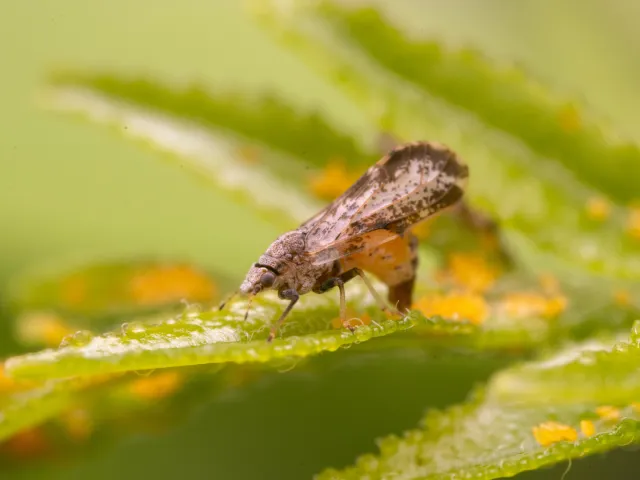 Asian citrus psyllid laying eggs on a leaf