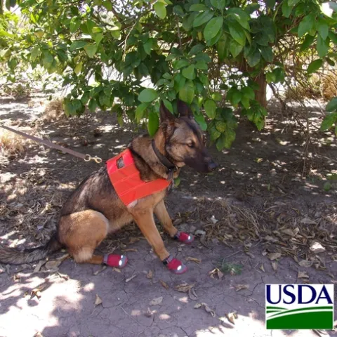 Canine Maci in the Rio Grande Valley of Texas.