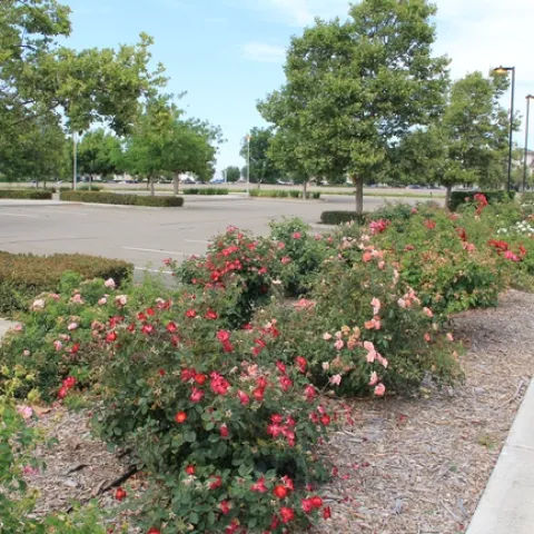 ARTS Rose trial plots at San Joaquin Co. Agricultural Center