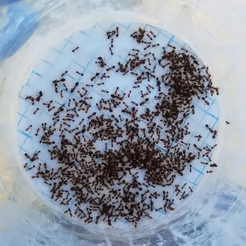 RIFA workers collected from the school