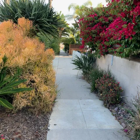 hazardous plants are found along a walkway in San Diego California