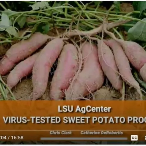 A screenshot of a YouTube video introduction to the LSU Virus-Tested Sweet Potato Program video.